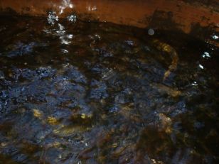 Hatchery Day Two